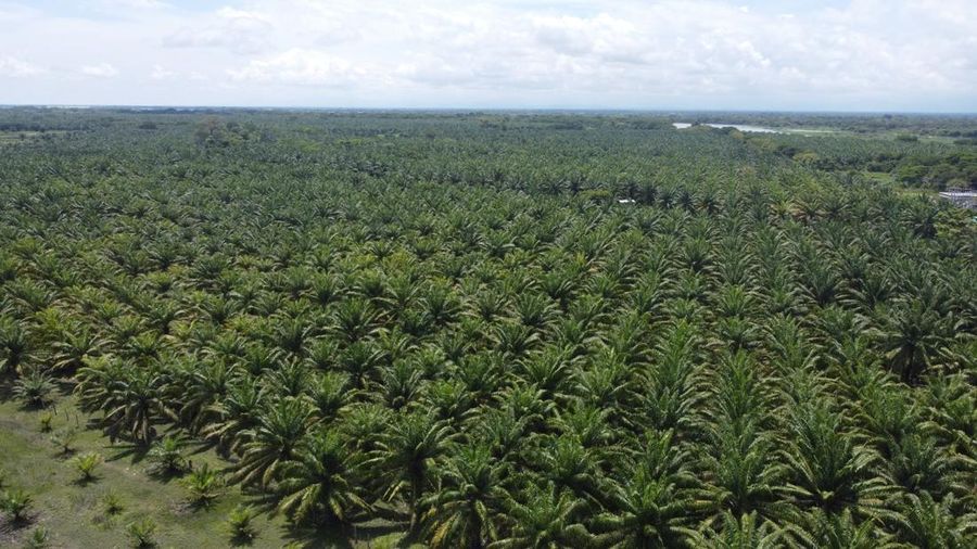 Ekonom Ini Ingatkan Rencana Pemutihan Lahan Sawit Bisa Chaos