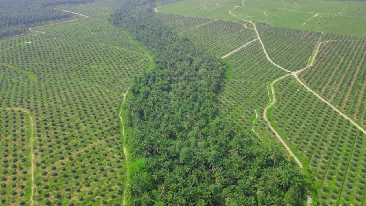 Inkonsistensi Izin Usaha Kelapa Sawit Bisa Picu Konflik Agraria