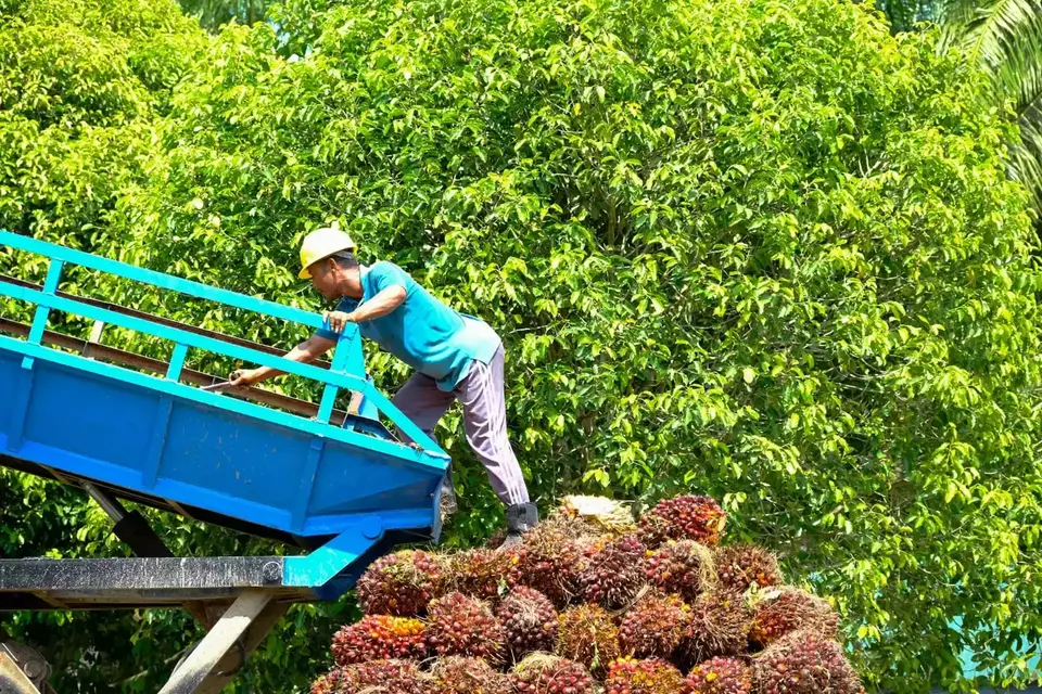 Tata Kelola Industri Sawit Nasional Masih Perlu Dilakukan Perbaikan